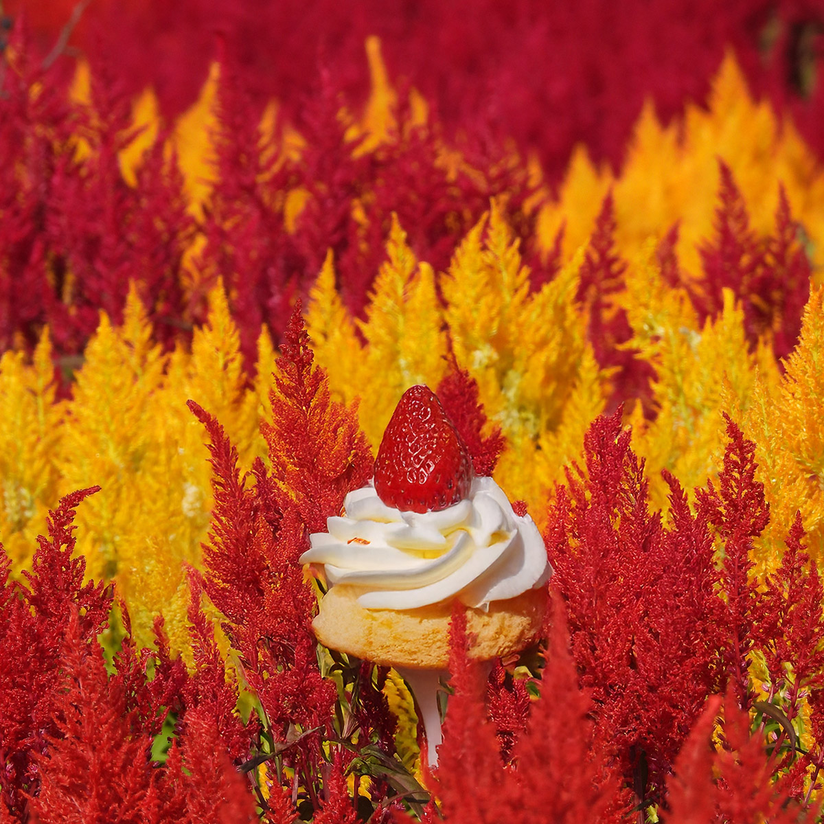 花畑のショートケーキ